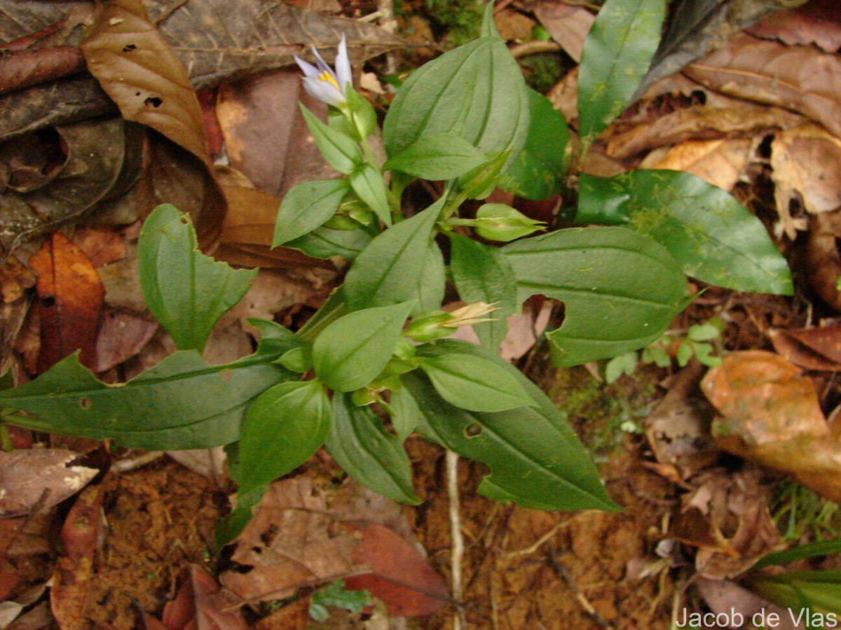 Exacum axillare Thwaites